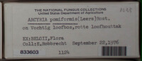 Arcyria pomiformis image
